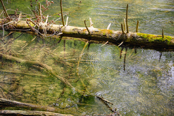 Stream Flowing through Forest 