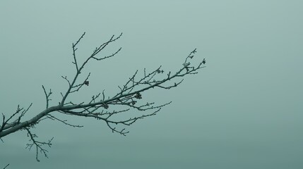   A solitary bird atop a leafless branch amidst a foggy, barren sky