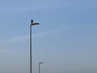 birds on a post