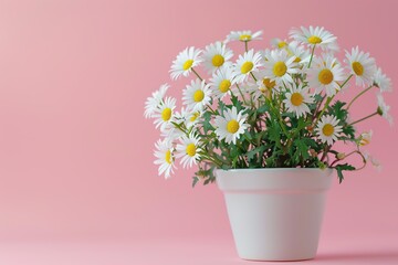 Fresh daisy flowers in pot on pink background