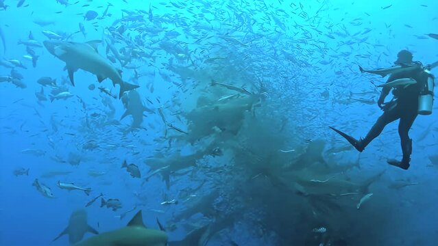 Intense underwater footage of a shark feeding frenzy in the blue depths of the Bahamas. Part of series Underwater World of Bahamas.