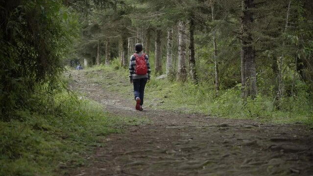 Young female backpacker hiking through a pine forest, carrying a red backpack