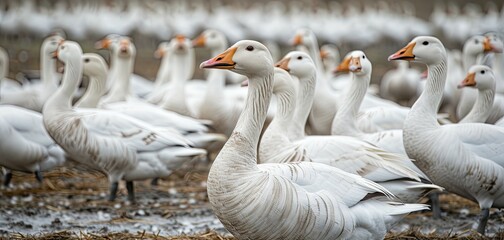 Obraz premium Large Group of Ducks Standing in Muddy Area