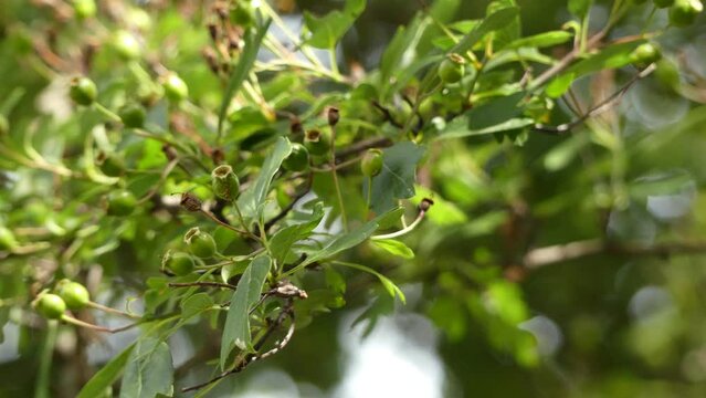 Crataegus monogyna