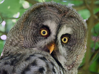 Obraz premium Great grey owl (Strix nebulosa)