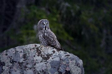 Great grey owl (Strix nebulosa)