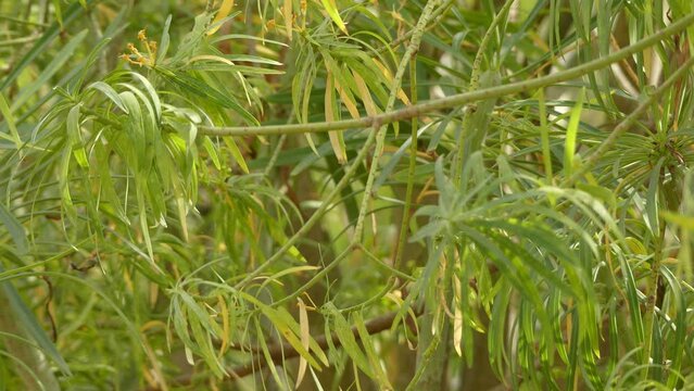 Kleinia neriifolia also known as Verode or Berode and previously known as Senecio kleinia is one of flowering plant species of genus Kleinia and in daisy family (Asteraceae). Endemic to Canary