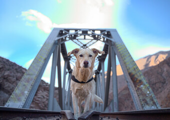 dog posing on a metal bridge in the mountain
