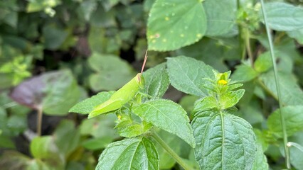 Green Siam Weed Chromolaena odorata L. on nature background. Bitter bush, Christmas bush, Devil weed, Camfhur grass