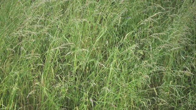 Eragrostis superba is perennial tufted grass in family Poaceae. It is palatable forage species but occurs at low densities.