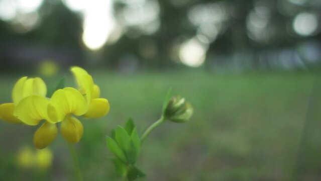 Lotus corniculatus is flowering plant in pea family Fabaceae, native to grasslands in Eurasia. It is common bird's-foot trefoil, eggs and bacon, birdsfoot deervetch, and just bird's-foot trefoil