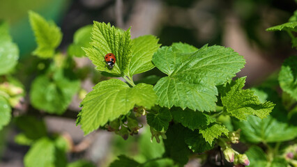 Red ladybug on a green blackcurrant leaf.