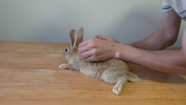 vaccination of a rabbit on the table, a veterinarian vaccinates a small rabbit in a veterinary clinic