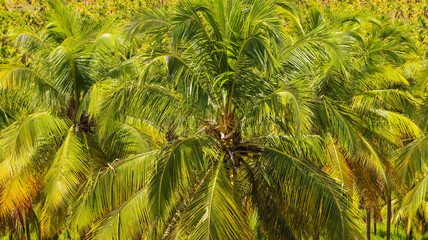 Fototapeta premium árvore coqueiro em uma floresta do nordeste brasileiro