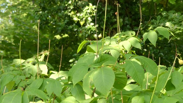 Aesculus parviflora (bottlebrush buckeye) is species of buckeye. It is also called dwarf horse chestnut in recognition of its resemblance to its more famous relative horsechestnut.