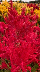 Close up red celosia argentea or bunga jengger ayam.