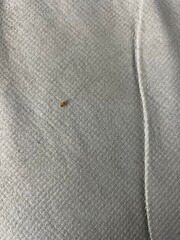 Bed bug eggs, bed bug fecal matter and a bed bug on a headboard from All American Pest Control....