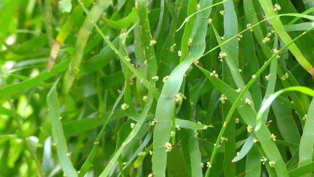 Homalocladium platycladum (centipede plant)