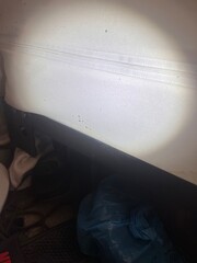 Bed bug eggs, bed bug fecal matter and a bed bug on a headboard from All American Pest Control. www.AAPestPro.com/bed-bugs 