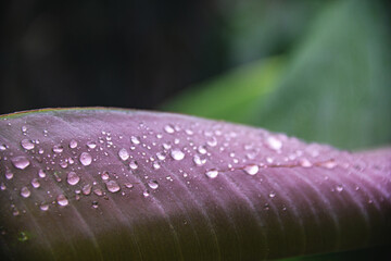 Green and purple banana leaf with clear dew and drops on top after summer rain with dark green background