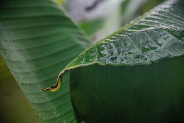 Natural green banana palm leaf with many clear raindrops and dew on top after rain and dark green foliage