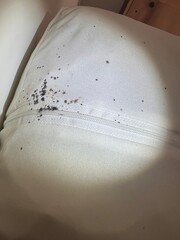 Bed bug eggs, bed bug fecal matter and a bed bug on a headboard from All American Pest Control. www.AAPestPro.com/bed-bugs 