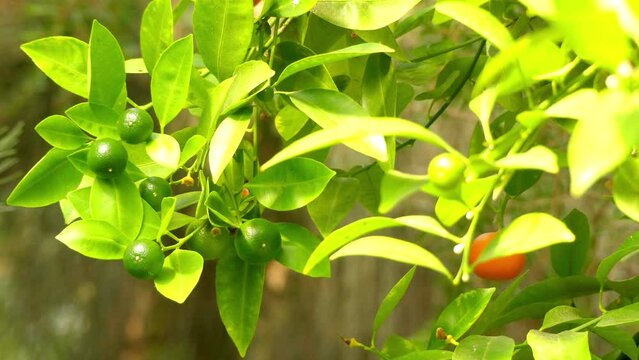 Calamondin (Citrofortunella microcarpa or mitis)