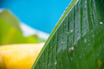 Close up of a natural green banana leaf with many clear raindrops on top and a light blue background