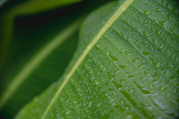Nature green banana leaf with clear dew on top and dark green background