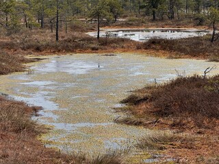 Latvian kemeri swamp