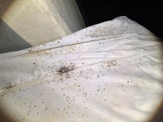 Bed bug eggs, bed bug fecal matter and a bed bug on a headboard from All American Pest Control....