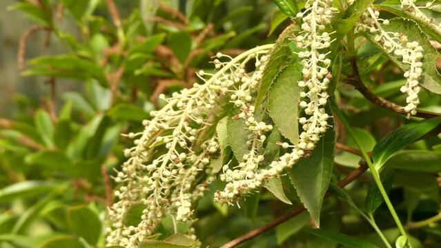 Clethra barbinervis is species of flowering plant in genus Clethra of family Clethraceae, native to far east, from eastern China, Korea, and Japan. Mature specimens have attractive peeling bark.