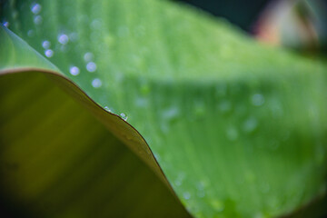 Drops of water blurred on green long tropical banana palm leaf