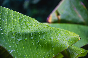 Close-up of drops of water on green long tropical banana palm leaf, after raind, dark green and foliage background