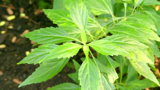 Orthosiphon aristatus in family of Lamiaceae
