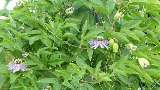Passiflora incarnata, commonly known as maypop, purple passionflower, true passionflower, wild apricot, and wild passion vine, is fast-growing perennial vine with climbing or trailing stems.