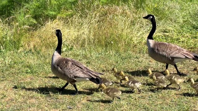 Canada goose deutschland yellow sales