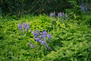 Clusters of bluebells