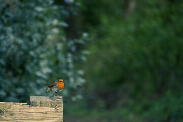 Robin on wooden fence