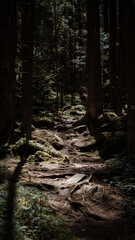 Trail in the forest with tree trunks and ferns