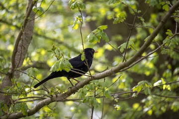 Obraz premium blackbird on a branch