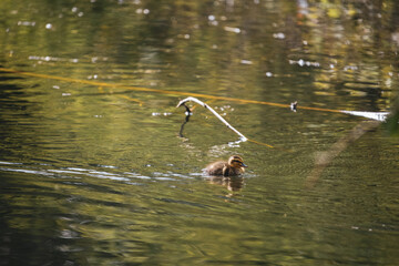 duckling in a pond