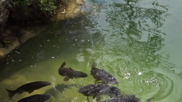 Carps swim in a small pond. The common carp or European carp (Cyprinus carpio) is a widespread freshwater fish of eutrophic waters in lakes and large rivers in Europe and Asia.