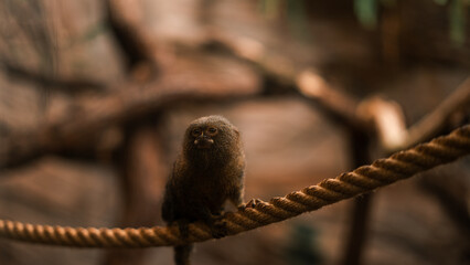 Cute little marmoset sitting on the rope in the zoo