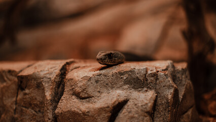 Small snake on the rock in the forest. Selective focus.