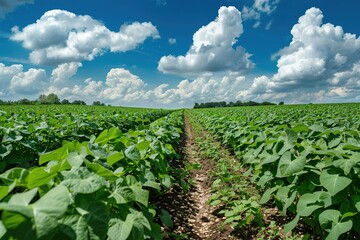 A vast field of green soya plants under the blue sky, representing agricultural innovation and technology in modern agriculture