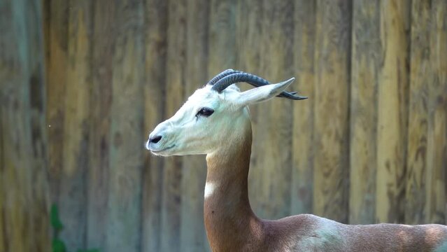 Dama gazelle, addra or mhorr gazelle (Nanger dama ruficollis, formerly Gazella dama) is species of gazelle. It lives in Africa in the Sahara desert and the Sahel.