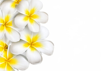 left side, White Frangipani and plumeria flowers in groups and bunches isolated on white background
