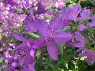 purple rhododendron flowers in the garden