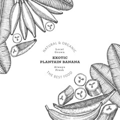 Hand drawn sketch style plantain banner. Organic fresh fruit vector illustration. Retro exotic banana fruit design template